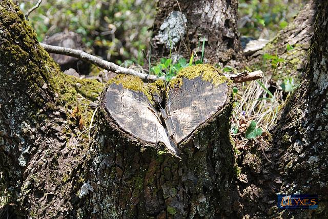 il cuore dell'albero.JPG